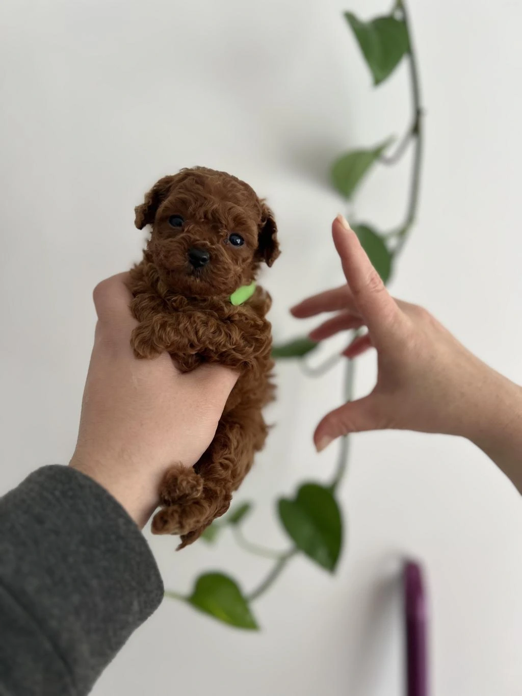 Micro Boy Poodle Yavrular
