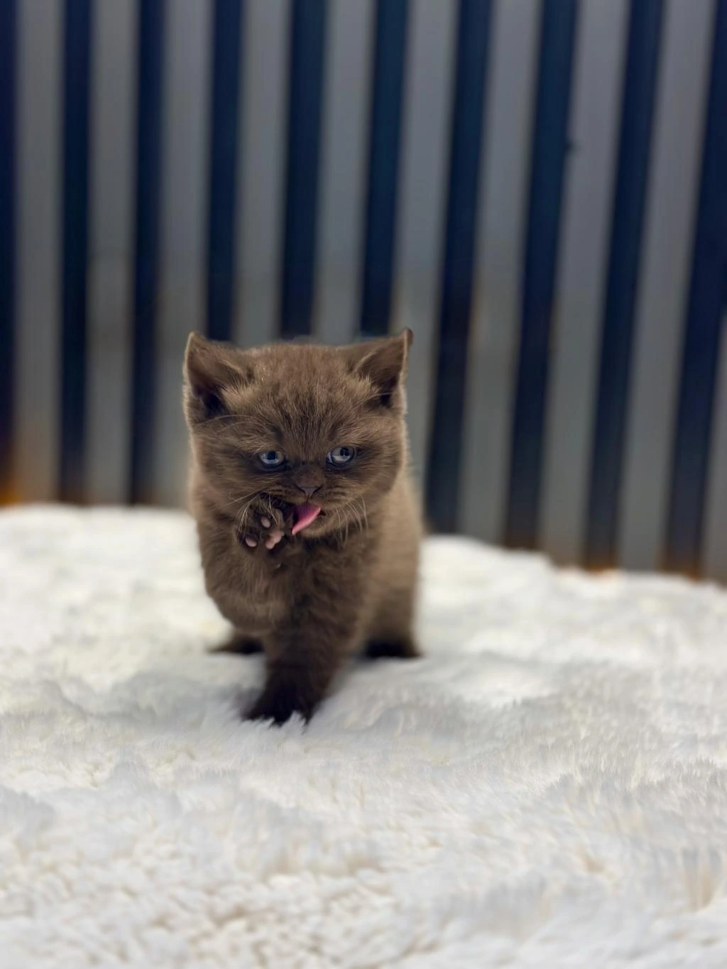 British Shorthair Cinnamon